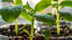 Ik zaai deze groenten in december en geniet in het voorjaar van de oogst: 4 gewassen voor vroege zaai